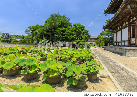 Kikoji的蓮花 Kikoji的蓮花 41658382