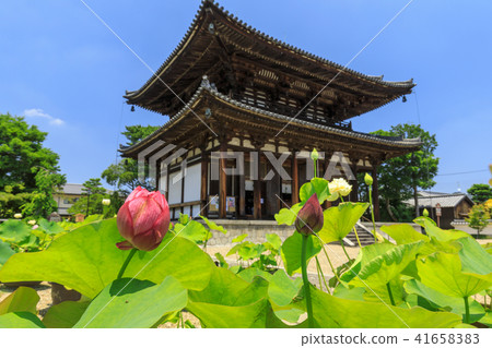 Kikoji的蓮花 41658383