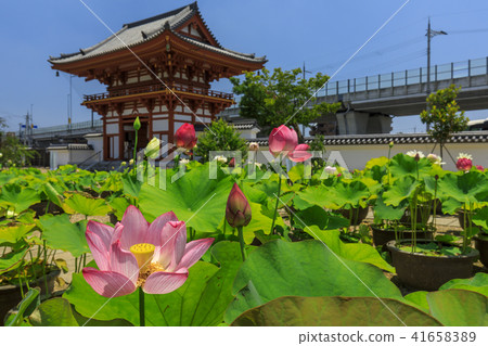 Kikoji的蓮花 41658389