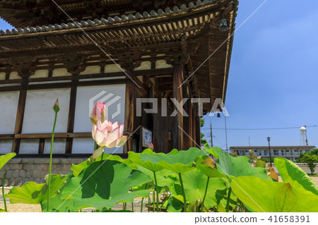 Kikoji的蓮花 41658391