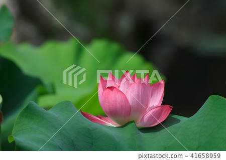 Lotus, lotus, lotus Lotus, lotus, lotus 41658959