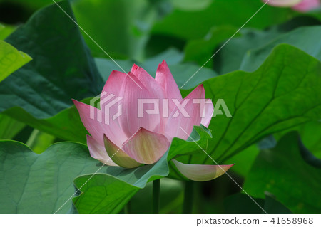 Lotus, lotus, lotus 41658968