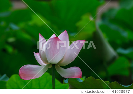 荷,荷花,蓮 41658977