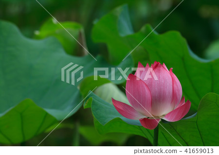 荷,荷花,蓮 41659013