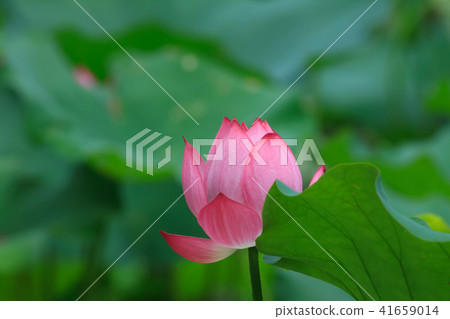 Lotus, lotus, lotus Lotus, lotus, lotus 41659014