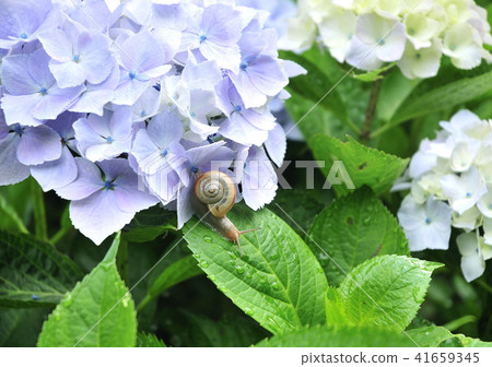 Hydrangea and snail -12668 41659345