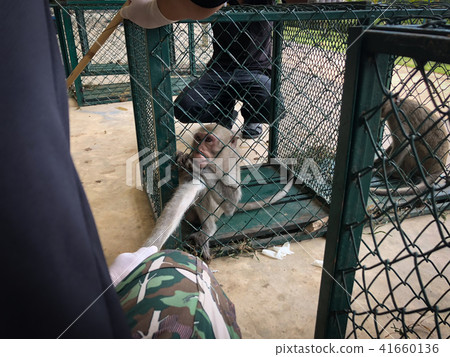 The sad monkey shows in the cage waiting for a bod 41660136