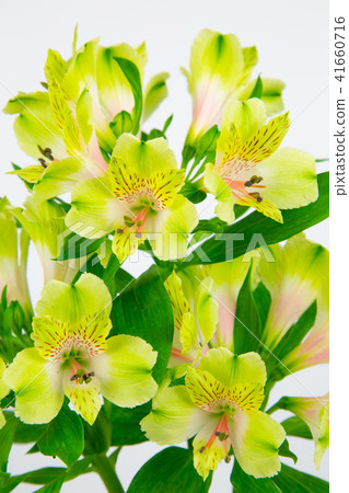 Alstroemeria Greendi Alstroemeria Greendi 41660716