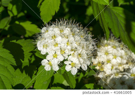 inflorescence of ninebark close-up inflorescence of ninebark close-up 41661005