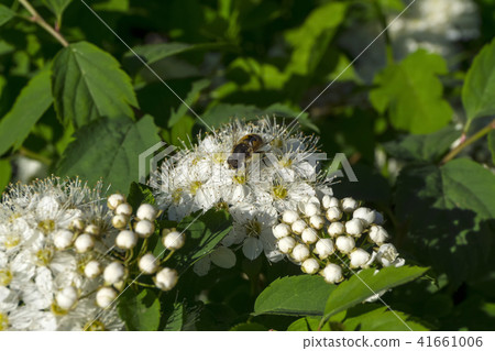 syrphid fly on inflorescence of ninebark syrphid fly on inflorescence of ninebark 41661006