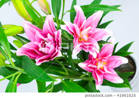 Yuri of double blossom 41661028