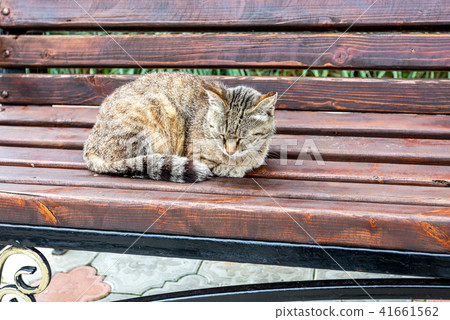 Gray cat sleeping on wooden bench Gray cat sleeping on wooden bench 41661562