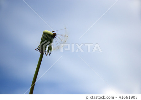 Beautiful dandelion on blue sky background 41661905