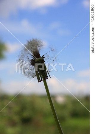 Beautiful dandelion on blue sky background 41661906