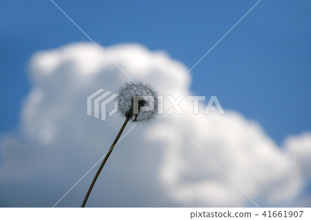Beautiful dandelion on blue sky background 41661907