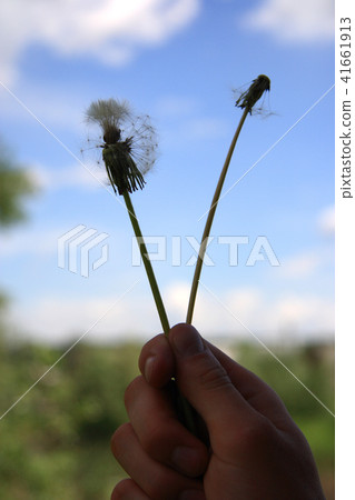Beautiful dandelions in hand Beautiful dandelions in hand 41661913