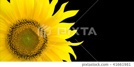 Sunflower background with place for your text Sunflower background with place for your text 41661981
