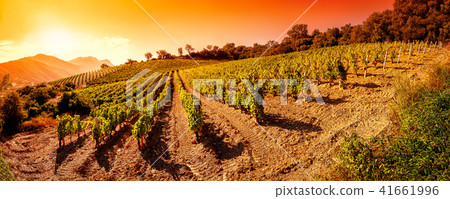 Sunrise on a hillside vineyard in Sardinia 41661996