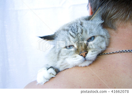 Angry cat on shoulder his owner 41662078