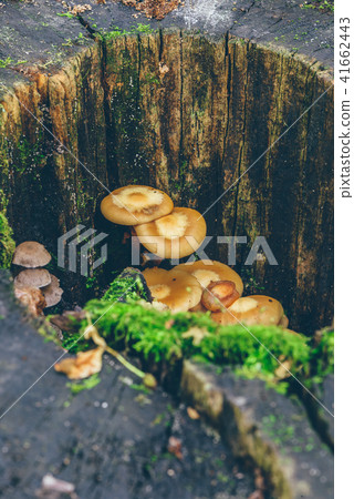Mushrooms and moss on the tree trunk, Mushrooms and moss on the tree trunk, 41662443