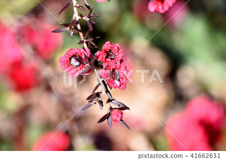 開花在三鷹中原的紅色Goyaubai 41662631