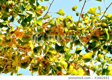 銀杏成為三鷹千川毗鄰公園（銀杏） 41662691