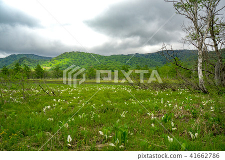 Ozegahara marsh and water basho when the water basho is in bloom 41662786