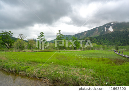 Ozegahara marsh and Mt. Foshan when the water basho is in bloom 41662800