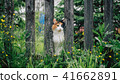 The white-red fluffy cat stuck its muzzle between the boards in the fence 41662891