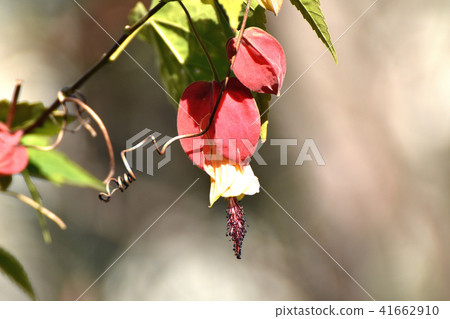 Tyrolean lamp blooming in Mitaka Nakahara 41662910