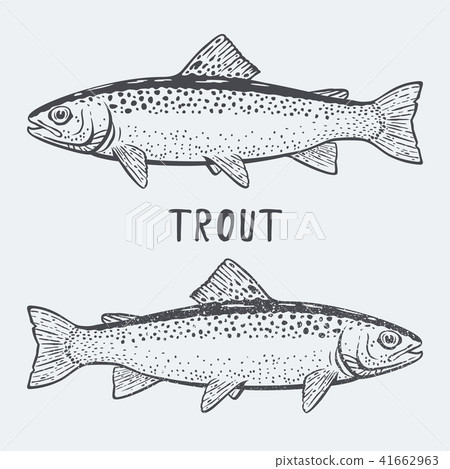trout trout 41662963