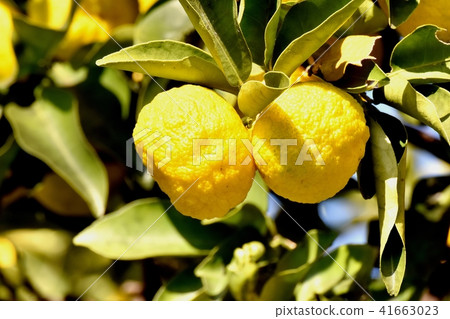 柚子將成為三鷹中原 41663023