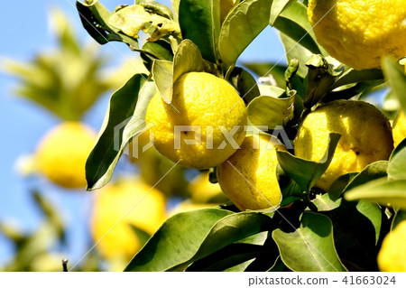 柚子將成為三鷹中原 41663024