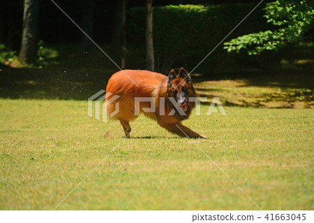 A large dog running a fresh green green lawn Beliesian Shepher Shepherd 41663045