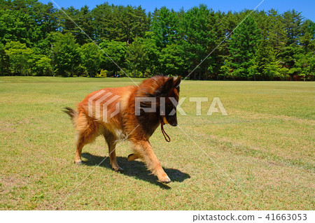 A large dog running a fresh green green lawn Beliesian Shepher Shepherd 41663053