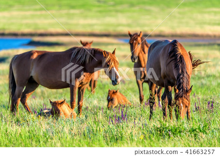 Wild horses grazing on summer meadow 41663257