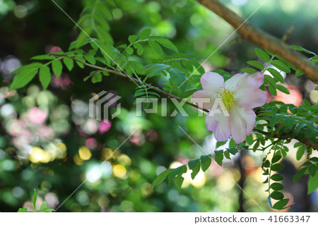 Sunshow玫瑰花和太陽葉 41663347