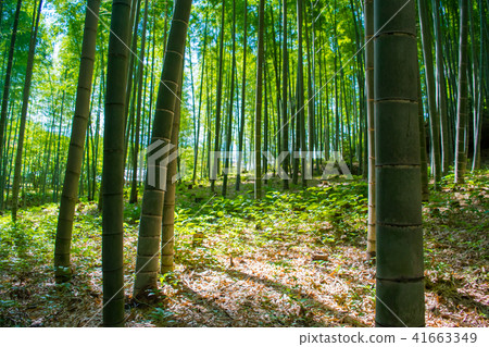 竹林圖像 41663349