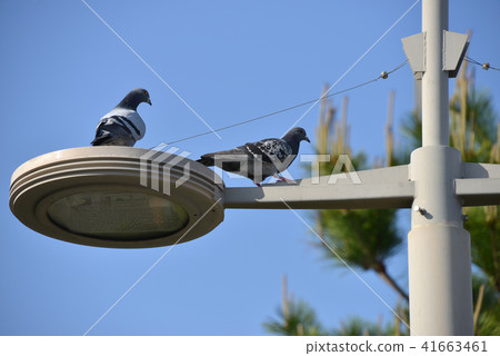 pigeon pigeon 41663461