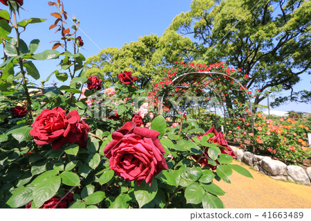 Roses of Yuan Jing Park 41663489