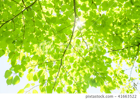 Refreshing fresh green and sun 41663522