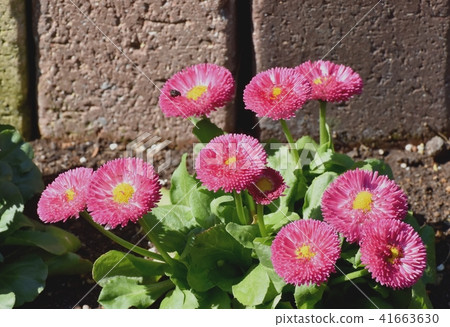 Red Daisies blooming in Mitaka Nakahara (Hiki chrysanthemum) 41663630
