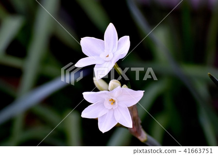 Furosaki suisen blooming in Mitaka Nakahara (bunsei daffodil) 41663751
