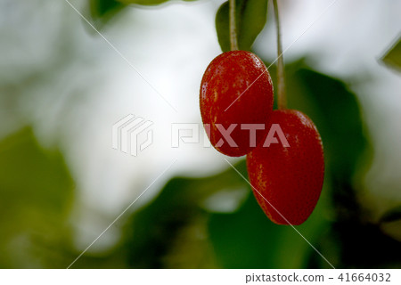 驚訝軟糖 41664032