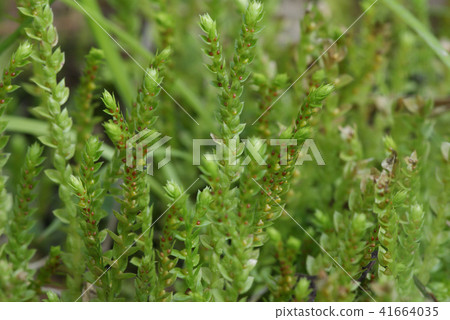 檜葉金發蘚 檜葉金發蘚 41664035