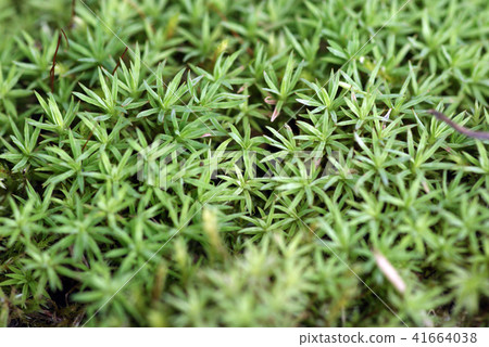 Sugi moss 41664038