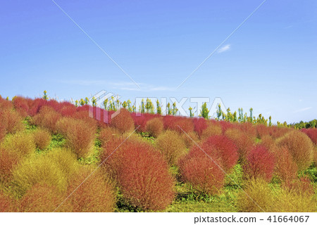 The world of Kokia 41664067