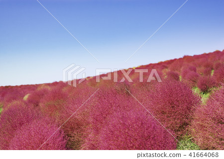 The world of Kokia 41664068