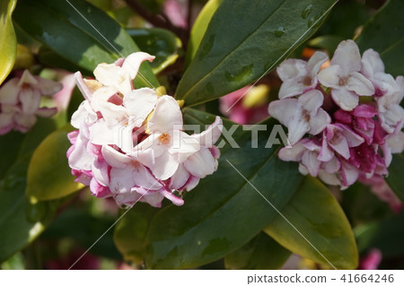 下沉的花 41664246