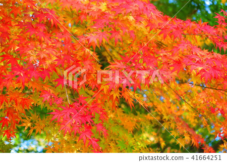 Scenery of Kawahara and its surrounding leaves 2 41664251